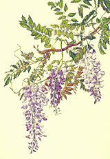 Reading Manga Aloof King and Cold (Acting) Queen (Novel)